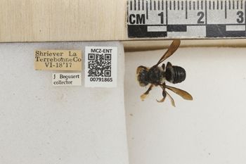 Media type: image;   Entomology 791865 Aspect: Labels